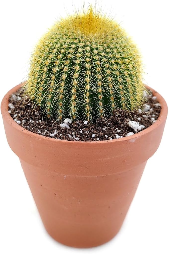 Live Cactus Plants, Fully Rooted 2-inch Cactus Succulent Plants, Rare Varieties for Gift or Home Decoration (Golden Ball Cactus Echinocactus)