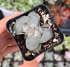 Live Cactus and Succulent Plants (2" Pot Crassula Morgan's Beauty)