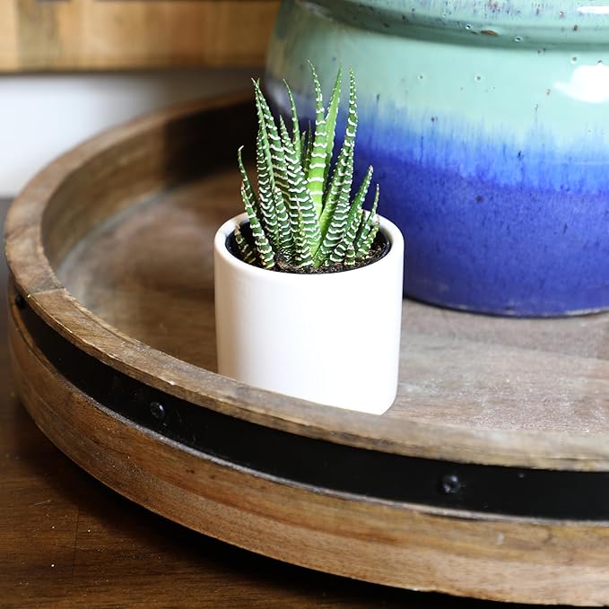Plants for Pets Haworthia Zebra Plant Succulent in 2.5 Inch White Succulent Pot, Pet Friendly Houseplant, Live Plant Gift, Dog & Cat Safe Plants, Low Light Mini Succulents for Home Decor