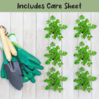 Live Citronella Geranium Plant Plugs (6-Pack), Pelargonium Citronella Scented Seedlings
