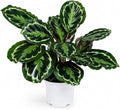 Calathea Medallion ROSEO Picta Live Plant - Air Purifier, Home Decor & Room Decor | Elegant Indoor Calathea Prayer Plant, Plants Live Houseplants | Perfect Live Indoor Plants