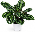 Calathea Medallion ROSEO Picta Live Plant - Air Purifier, Home Decor & Room Decor | Elegant Indoor Calathea Prayer Plant, Plants Live Houseplants | Perfect Live Indoor Plants