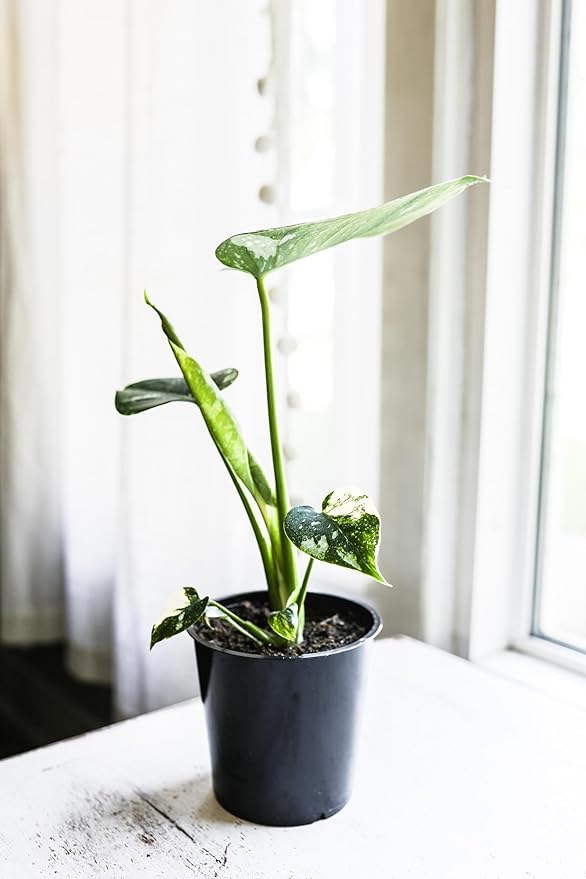 Wild Interiors Thai Constellation Green and Cream Monstera Live Plants in 5” Grower Pot