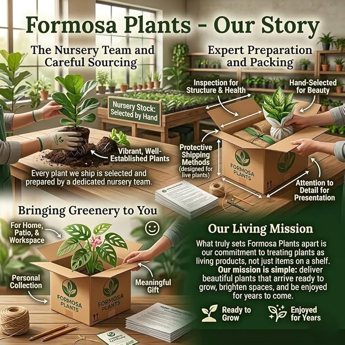 Green English Ivy - 3 Live Plants in 3 Inch Pots - Easy Care Trailing Vine, Beautiful Indoor Houseplant - Hedera Helix