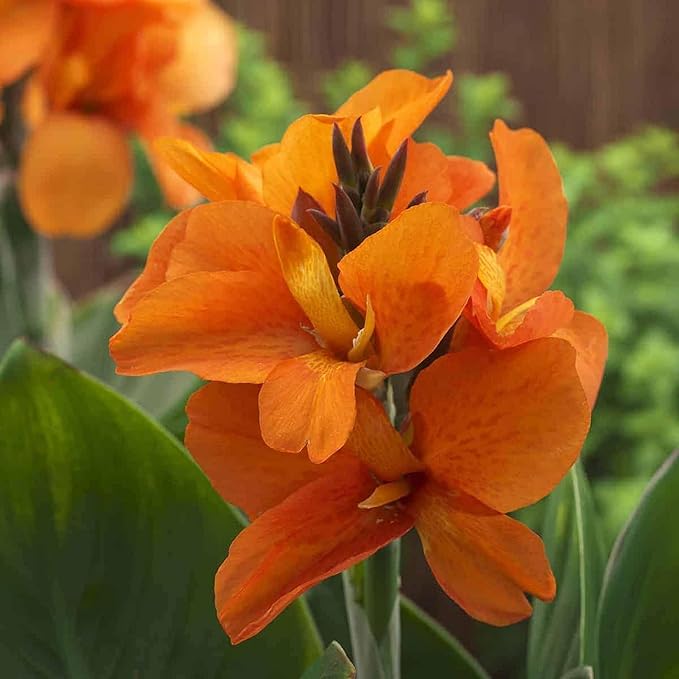 Canna 'Orange Taney', a Great Live Pond Plant for Your Water Garden. Filters koi and Goldfish Ponds. Good for Bogs, Plant Shelf or Shallow Water This marginal Aquatic is a Real Beauty