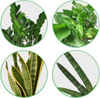 Easy Care Live Plants for Indoor | Different Houseplants in Multiple Sizes | Real House Plant for Living Room, Office, Desk & Bathroom