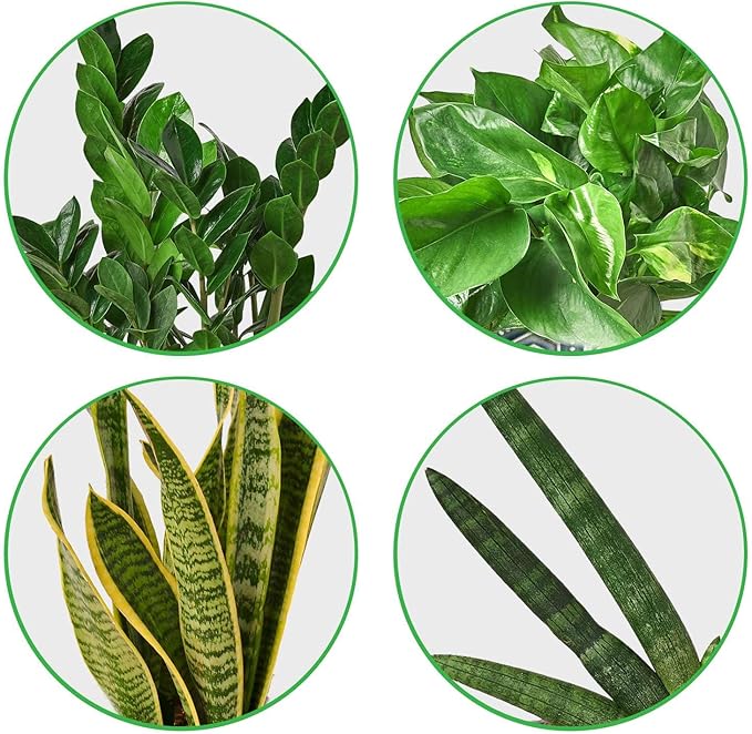 Easy Care Live Plants for Indoor | Different Houseplants in Multiple Sizes | Real House Plant for Living Room, Office, Desk & Bathroom
