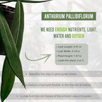 LEAL PLANTS ECUADOR Anthurium Pallidiflorum (Pack of 2)| Green Live Plant for Indoor |Rare & Exotic Indoor Plants for Living Room | Unique Gift for Plant Lovers