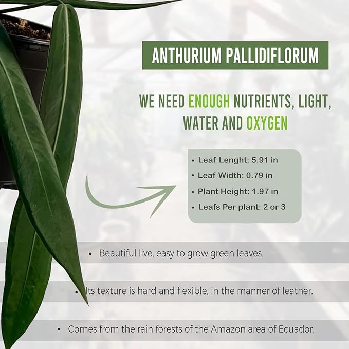 LEAL PLANTS ECUADOR Anthurium Pallidiflorum (Pack of 2)| Green Live Plant for Indoor |Rare & Exotic Indoor Plants for Living Room | Unique Gift for Plant Lovers