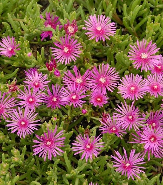 Purple Ice Plant Delosperma cooperi – Succulent Groundcover with Vibrant Purple Flowers, Drought Tolerant, Full Sun, Pet Safe, and Suitable for Containers and Gardens 1 Quart (Pack of 2)