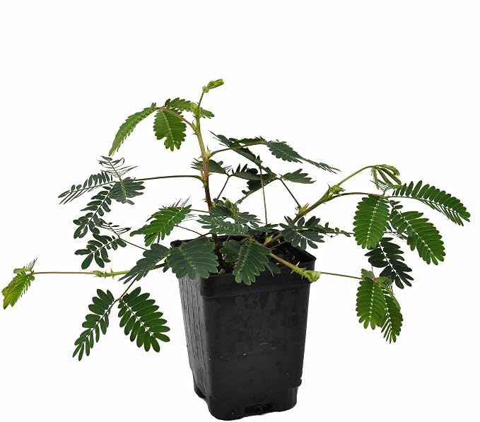 Mimosa pudica, Sensitive Plant, Touch-Me-Not, Bashful, Houseplant, Live Flowering Perennial with Foliage that Moves When Touched or Brushed, Cnt Sz: 3"