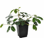 Mimosa pudica, Sensitive Plant, Touch-Me-Not, Bashful, Houseplant, Live Flowering Perennial with Foliage that Moves When Touched or Brushed, Cnt Sz: 3"