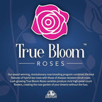 Fresh Roses for Delivery Prime, Red Roses Live Rose Bush Plants, Indoor Rose Plant Lover Gifts, Fresh Flowers for Delivery Prime, Potted Rose Plant Live Plants, Outdoor Plants Live by Plants for Pets