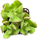 Sprout N Green Tree Stonecropin | Sedum dendroideum with 2 inch Starter Pot, Rare Live Succulent Plant Fully Rooted, Home Office Indoor Outdoor Wedding Decoration DIY Projects Party Favor