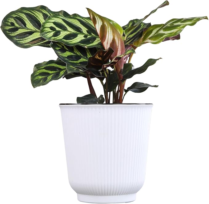 Altman Plants Calathea Live Plant Decor, Makoyana Prayer Plant in 4 Inch White Plastic Plant Pot, Easy Plant Gift, Pet Friendly Plants, Unique Desk Plant, House Plant in Indoor Plant Potting Soil Mix