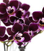 Wild Interiors Green Circle Growers 6" Double Mini Dark Purple Orchids in White Memphis Floramx Planter – Live Orchid Arrangement, Elegant Indoor Flowering Plant Gift