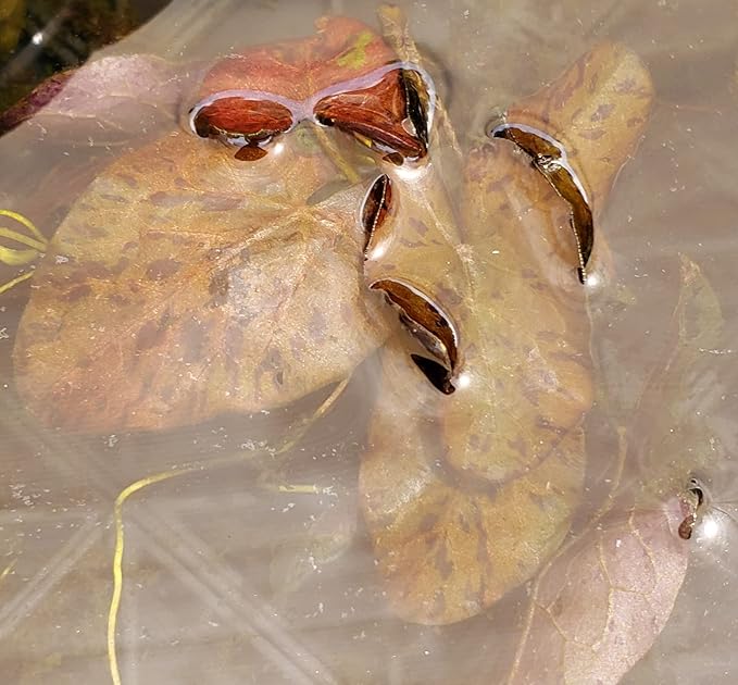 Tiger Lotus Bulb Red (Nymphaea Lotus) Live Aquatic Plant