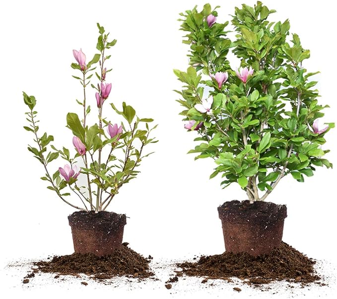Perfect Plants Jane Magnolia Live Plant, 5 Gallon, Includes Care Guide