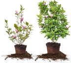 Perfect Plants Jane Magnolia Live Plant, 5 Gallon, Includes Care Guide