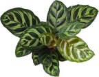 Altman Plants Calathea Live Plant Decor, Makoyana Prayer Plant in 4 Inch White Plastic Plant Pot, Easy Plant Gift, Pet Friendly Plants, Unique Desk Plant, House Plant in Indoor Plant Potting Soil Mix