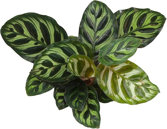 Altman Plants Calathea Live Plant Decor, Makoyana Prayer Plant in 4 Inch White Plastic Plant Pot, Easy Plant Gift, Pet Friendly Plants, Unique Desk Plant, House Plant in Indoor Plant Potting Soil Mix