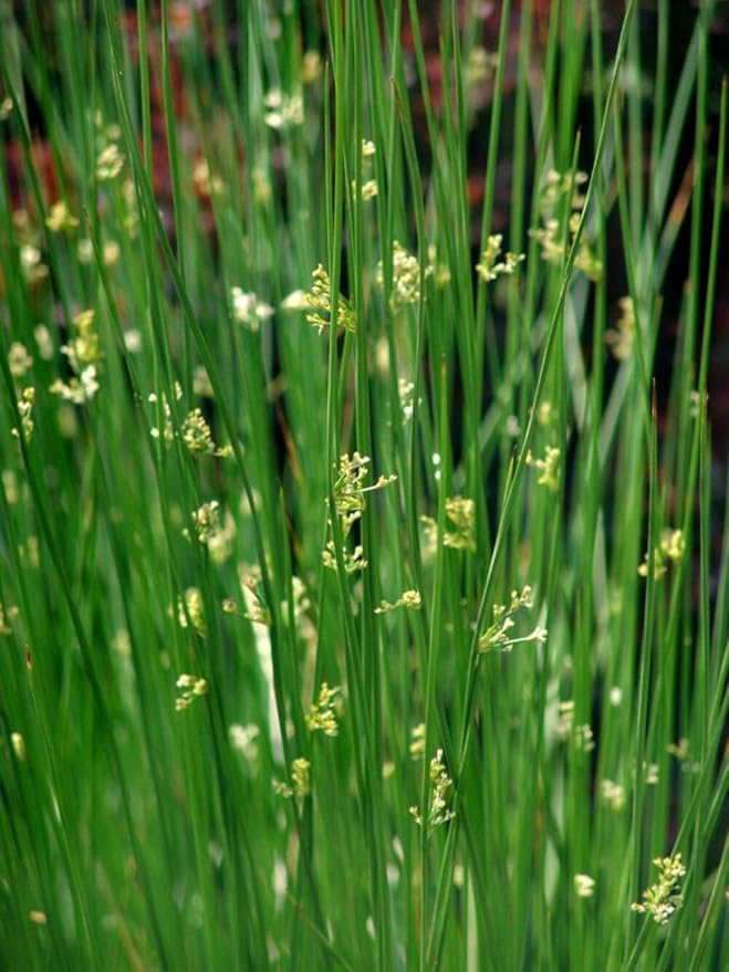Perennial Farm Juncus Effusus (Common Rush/Soft Rush) – Live Ornamental Grass in 1 Quart, Upright Green Stems, Deer Resistant, Ideal for Rain Gardens, Water Features & Wetland Borders