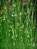 Perennial Farm Juncus Effusus (Common Rush/Soft Rush) – Live Ornamental Grass in 1 Quart, Upright Green Stems, Deer Resistant, Ideal for Rain Gardens, Water Features & Wetland Borders
