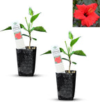 Red Hibiscus. rosa-sinensis. Live Plant - Tropical Blooming Hibiscus, Pretty Flowers, Used in Tea and Juice (2 red Hibiscus Cups)