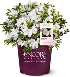 Perfect Plants Encore Autumn Ivory Azalea in 1 Gallon Pot | Live Flowering Shrub for Outdoor Landscapes | Evergreen | Perfect for Foundations & Hedges | Reblooming White Flowers | Zones 7-10