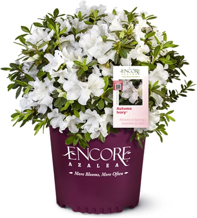 Perfect Plants Encore Autumn Ivory Azalea in 1 Gallon Pot | Live Flowering Shrub for Outdoor Landscapes | Evergreen | Perfect for Foundations & Hedges | Reblooming White Flowers | Zones 7-10