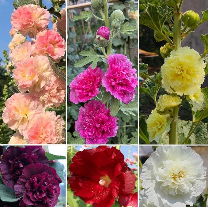 50pcs Summer Carnival Mix Hollyhock Seeds Heirloom Non-GMO Dwarf Biennial Pollinators