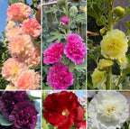 50pcs Summer Carnival Mix Hollyhock Seeds Heirloom Non-GMO Dwarf Biennial Pollinators
