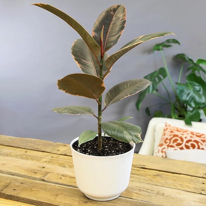 Altman Plants 'Ruby' Live Ficus Tree in 6 Inch White Plastic Plant Pot, Easy Plant Gift, Desk Plant & Office Plant, Variegated Rubber Plant Live Indoor Plant Decor in Indoor Plant Potting Soil Mix