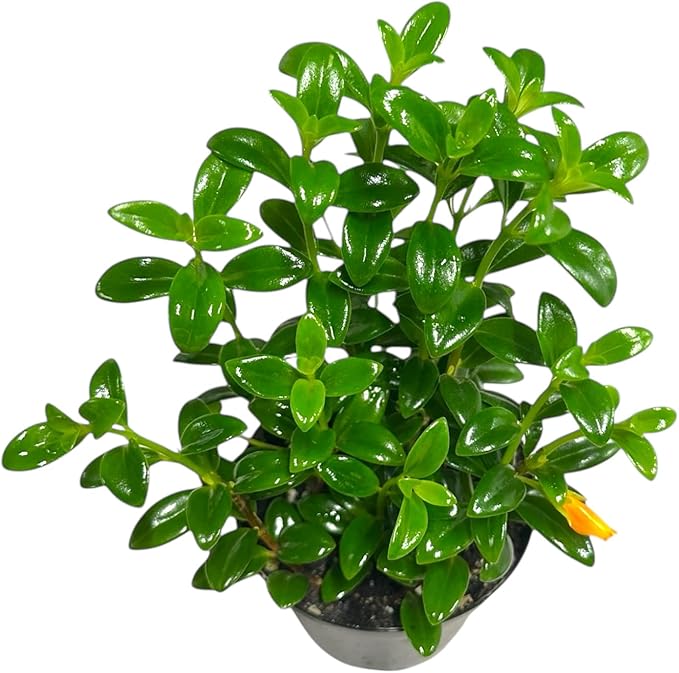 Trailing Goldfish Plant Live, Pet Friendly, Live Indoor Plant, 4 inch Pot - Hopewind Plants Shop