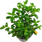 Trailing Goldfish Plant Live, Pet Friendly, Live Indoor Plant, 4 inch Pot - Hopewind Plants Shop