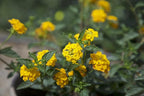 Multicolor Lantana Flowers (4 Pack), Easy Plant Care, Attracts Pollinators, Extended Bloom, Heat and Drought Tolerant, Real Flowers, Live Outdoor Flowering Plants