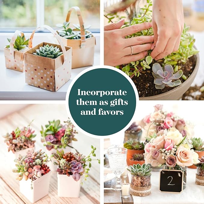 Shop Succulents Mini Succulent Plant Pack Collection - Live 2" Succulent Plants, Low Maintenance, Beautiful Colors & Textures - Wedding and Party Favors, Gift & Garden, Pack of 4