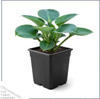 Live Perennial Hosta - Blue Mouse Ears (3 Plants Per Pack) Beautiful Accent Plant, 10" Tall by 4" Wide in 1 Qt Pot