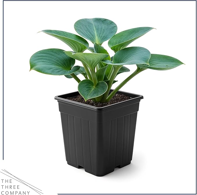 Live Perennial Hosta - Blue Mouse Ears (3 Plants Per Pack) Beautiful Accent Plant, 10" Tall by 4" Wide in 1 Qt Pot