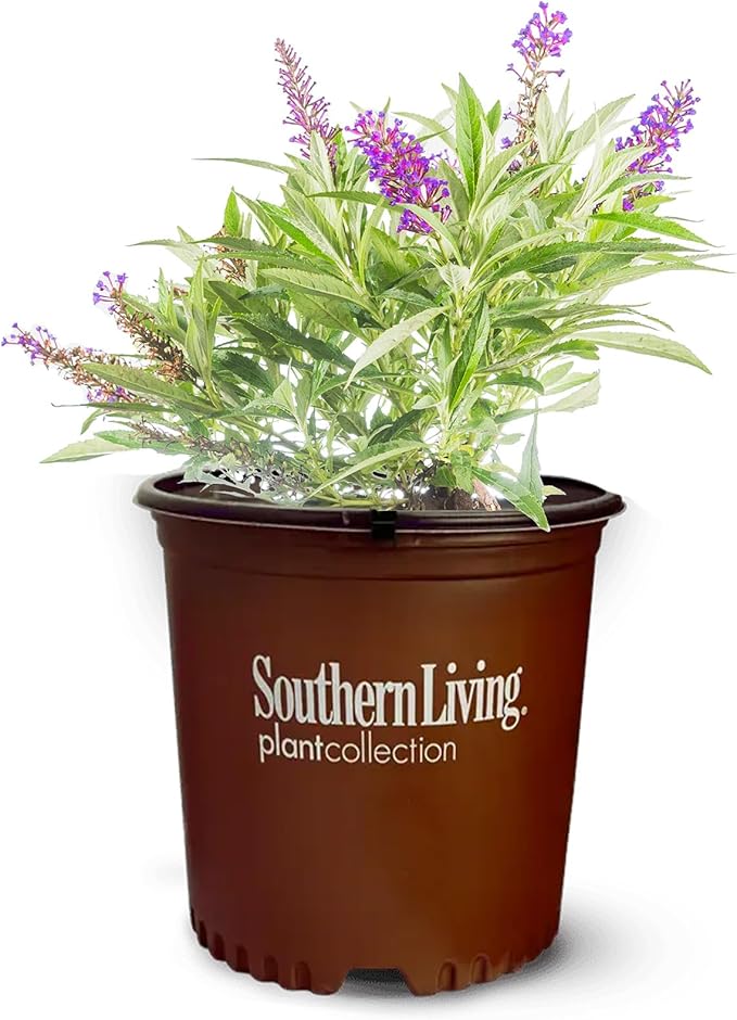 Perfect Plants Butterfly Candy Li'l Grape Butterfly Bush in 1 Gallon Grower's Pot | Live Flowering Shrub with Purple Blooms for Outdoor & Containers | Compact | Attracts Pollinators | Zones 5-10