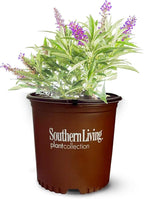 Perfect Plants Butterfly Candy Li'l Grape Butterfly Bush in 1 Gallon Grower's Pot | Live Flowering Shrub with Purple Blooms for Outdoor & Containers | Compact | Attracts Pollinators | Zones 5-10