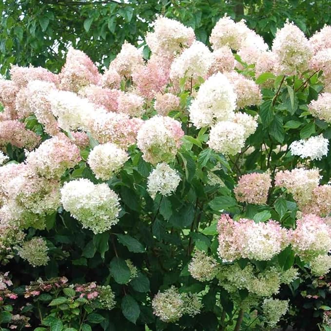 Hydrangea Live Plant, 6-12 Inch Tall, Hardy Flowering Shrub in 2.5" Pot, Outdoor Garden Hydrangea Bush (Pink White Hydrangea)