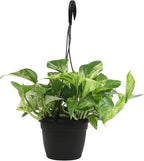 Variegated Marble Queen Pothos in 6" Hanging Basket with Detachable Hook, Live Plant Decor, Real Houseplant for Home or Office, Real Easy to Grow Houseplants by Plants for Pets
