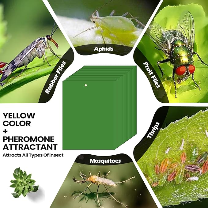 Qualirey 150 Pcs 6 x 8 Inch Sticky Traps for Plant Double Sided Sticky Trap for Gnats with Twist Ties Fly Traps for Fruit Insect Fungus Bugs Indoor Outdoor (Green)