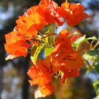 2 Bougainvillea Live Plants, Tropical Bougainvillea Flowering Vine, Fast Growing Outdoor and Container Plant, 4-8'' Tall (Deep Orange Blooms)