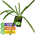 Agapanthus 'Lily of The Nile' Live Plant - Agapanthus africanus by Wellspring Gardens Starter Plant, Exotic-Looking Outdoor Live Plant, Full Sun Perennial, Ideal for Garden and Patio (2-Pack)