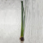 Zebra Rush, a Great Live Pond Plant for Your Water Garden. Filters The koi and Goldfish Pond. Good for Bogs, Plant Shelf or Shallow Water This marginal Aquatic is a Real Beauty