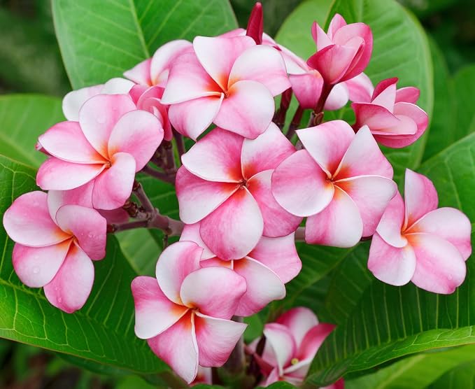 Mixed Color Plumeria Seeds for Planting Tropical Frangipani Rainbow Flower Seed Easy to Grow Colorful Blooms Perennial Patio Balcony Garden Rubra (25, Plumeria Seeds)