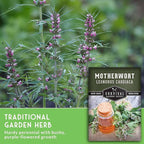 Motherwort Seeds for Planting - Plant & Grow Lion's Tail Medicinal Herbs in Your Home Herb Garden - Non-GMO Heirloom Variety - Survival Garden Seeds