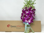 eflowerwholesale - Premium Cut Purple Orchids (10 stems without Vase) (Support Small Business)